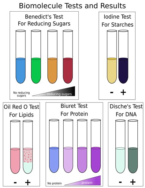 Testing for Biological Molecules .